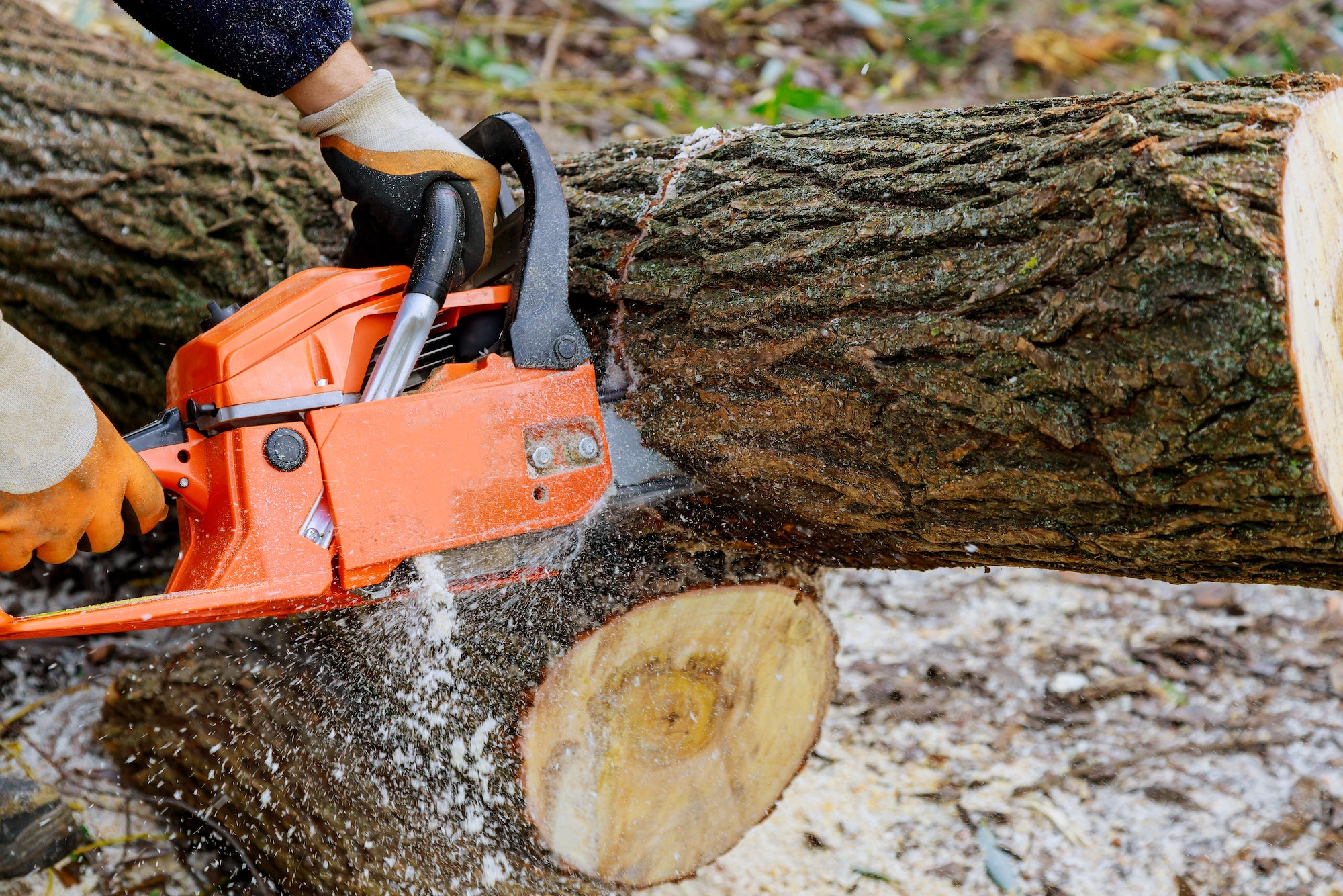 Tree felling with a large chainsaw cutting into tree trunk motion blur sawdust and chippings an upr